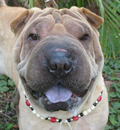 Sherman is now happy at home with a loving couple and a Sharpei brother in Orlando. Within 2 days he learned how to sit, stay and shake! Sherman is now happy at home with a loving couple and a Sharpei brother in Orlando. Within 2 days he learned how to sit, stay and shake!