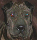 Slim was adopted by a wonderful couple from Crystal River. They have owned shar-pei before and were very excited to have another wrinkly friend. Slim was adopted by a wonderful couple from Crystal River. They have owned shar-pei before and were very excited to have another wrinkly friend.