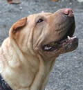 Sony has found his new home in Naples. It really is the perfect scenario for Sony, they have an older dog that will be his companion. Sony has traveled a long road and finally has found his own home. I was very touched by these people and I am so hopeful that Sony will bring happiness to their lives. Sony has found his new home in Naples. It really is the perfect scenario for Sony, they have an older dog that will be his companion. Sony has traveled a long road and finally has found his own home. I was very touched by these people and I am so hopeful that Sony will bring happiness to their lives.