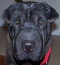 After adopting a pei from FSPR in 2002, this great adopter returned to our rescue for another pei-bei when her beloved Chip passed. She was ready to help another pei find a forever home and Sophie was the lucky lady. She will be spending her time in Jacksonville playing with a pit mix pup and keeping mom company. Another great job Candace and thank you for helping foster this sweet pup!