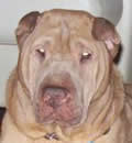Suede has found a new life with her doting dad. She is happy to be by his side, gets lots of love, and goes for walks. We are very happy for this sweet girl. Suede has found a new life with her doting dad. She is happy to be by his side, gets lots of love, and goes for walks. We are very happy for this sweet girl.
