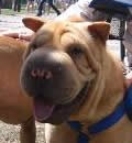 Sugar Baby is living large in Beverly Hills - FL that is.  Her new moms says she sleeps with them at night, and snuggles on the couch when they watch TV. They take her for a walk/run every morning and evening. She gets along well with their Mia. They love her very much and she seems to be happy so they hope she considers this her furever home and a perfect match.