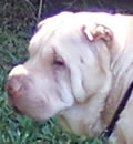 Sugar Bear found her forever home in the WPB area. Her hap-pei new life includes a loving family with a 5 year old human grandson, a Chihuahua, and 2 rescue felines. She is one lucky little lady! Sugar Bear found her forever home in the WPB area. Her hap-pei new life includes a loving family with a 5 year old human grandson, a Chihuahua, and 2 rescue felines. She is one lucky little lady!