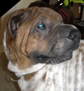 Sully has been adopted by his foster family and here's what they had to say... We as a family decided to adopt Sully. We decided we couldn’t live without him and I think he knew something was up. He’s been very clingy and affectionate this past week and very nervous about getting in the car… he also wouldn’t let me take any pictures of him so maybe he knows. He wouldn’t be able to go out to another family and we would miss his crazy self. He also has a boxer girlfriend next door. Sully has been adopted by his foster family and here's what they had to say... We as a family decided to adopt Sully. We decided we couldn’t live without him and I think he knew something was up. He’s been very clingy and affectionate this past week and very nervous about getting in the car… he also wouldn’t let me take any pictures of him so maybe he knows. He wouldn’t be able to go out to another family and we would miss his crazy self. He also has a boxer girlfriend next door.