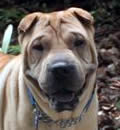 Summer will be spending her summers and the rest of her years in Ormond Beach. Her new dad says she is just “awesome”!!! She also has a pei sister and already has both of them adoring her. She is a pei princess! Summer will be spending her summers and the rest of her years in Ormond Beach. Her new dad says she is just “awesome”!!! She also has a pei sister and already has both of them adoring her. She is a pei princess!