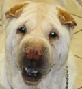 Sunni a.k.a. Yu Ku has happily settled in with her forever family. She now lives in Deland, FL and enjoys play time with her new brother and sister. Her mom reports that she has gained weight and growing a new coat. Yippee for our little angel. You deserve the best. -Sunni also sends Sloppy Pei Kisses to her Foster Family & Guardian Angels!