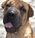 Sunshine was adopted by a loving family in South Florida. She has a human sister and brother and a safe home to live forever. Sunshine was adopted by a loving family in South Florida. She has a human sister and brother and a safe home to live forever.