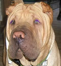 Our dear Taffy has found her forever home. She is happily living in Floral City, on 5 acres of fenced land. She has 2 adoring daddies, a Grandma, and a Shar-Pei brother.
            Taffy is rapidly learning obedience commands since she is very smart and listens well. We are so happy for you Miss Taffy Lin. You deserve the best.
