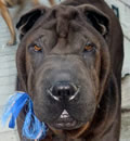The brothers (TANGO & RIGBY) were adopted by a great family in Jacksonville and are able to stay together forever. They are joining another black female pei named Booh Bear and they also have 3 human sibling and a HUGE backyard. This is as close to perfect as they could have wished for and we want to thank their foster parents, the Hansons, for all their help with these boys.