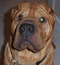 I was adopted by my new family and will be living in Tamarac with my new brother. See, dreams can come true when you are a good boy or girl. I was adopted by my new family and will be living in Tamarac with my new brother. See, dreams can come true when you are a good boy or girl.