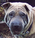 Tigger didn't have to go too far to find his forever home. His foster mom fell so in love, she couldn't bear to give him up. He is safe and happy with mom and several little four legged friends, as well. Tigger didn't have to go too far to find his forever home. His foster mom fell so in love, she couldn't bear to give him up. He is safe and happy with mom and several little four legged friends, as well.