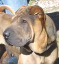 Titan has found 'true Love' in Lutz. He is the main man in the life of a great young lady and shares her space with another pei-bei and 2 cats. She fell hard for his muscular physique and good looks. Another Happy Endings in Tampa Bay. Titan has found 'true Love' in Lutz. He is the main man in the life of a great young lady and shares her space with another pei-bei and 2 cats. She fell hard for his muscular physique and good looks. Another Happy Endings in Tampa Bay.