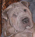 Toby & Chloe were adopted by a great family and will be living in Boyton Beach, FL. Chloe and Toby took to each other right away and were racing thru the house together as Chloe showed Toby around. Toby & Chloe were adopted by a great family and will be living in Boyton Beach, FL. Chloe and Toby took to each other right away and were racing thru the house together as Chloe showed Toby around.