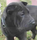 Tonka is now living happily with his new Mom, Cynthia, and Emily, a dog that was adopted from our rescue. His new home is in Titusville and he is getting along very well with all of new friends and bringing smiles to everyone’s face. Tonka is now living happily with his new Mom, Cynthia, and Emily, a dog that was adopted from our rescue. His new home is in Titusville and he is getting along very well with all of new friends and bringing smiles to everyone’s face.