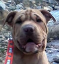 Hi there from Travis. My foster parents just loooove me and just told me I was staying with them foooorever! Hooray, I will have a Villa Rica, Ga address to call all my own. I am a very lucky boy and want to thank my savior Adrian who helped me get out of doggy jail in Alabama.