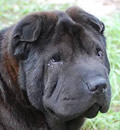 Tre is so lovable that he was adopted by his foster mom and dad and will enjoy his furever home at the Pei Palace in Jacksonville, FL. Tre is so lovable that he was adopted by his foster mom and dad and will enjoy his furever home at the Pei Palace in Jacksonville, FL.