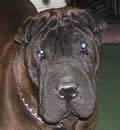 Truffles has found her forever home. She was adopted by a longtime Shar-Pei family in Seminole FL. They report that this was a match meant to be. Chop Suey adores her new mom and dad and she has a chow sister, some cats and a rabbit. She goes for daily walks with her mom, and is loving life. Couldn't have happened to a nicer little girl. Truffles has found her forever home. She was adopted by a longtime Shar-Pei family in Seminole FL. They report that this was a match meant to be. Chop Suey adores her new mom and dad and she has a chow sister, some cats and a rabbit. She goes for daily walks with her mom, and is loving life. Couldn't have happened to a nicer little girl.