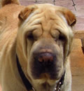 Sumo has settled in nicely with his pei brother, Tyler, who was also adopted from FSPR. They are living the “LIFE” in Beautiful Ft Myers. His dad says he fits right in. Sumo has settled in nicely with his pei brother, Tyler, who was also adopted from FSPR. They are living the “LIFE” in Beautiful Ft Myers. His dad says he fits right in.