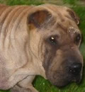 Violet was adopted by a loving family in Stuart, FL. She went to her new home smiling and wiggling and happy! Violet was adopted by a loving family in Stuart, FL. She went to her new home smiling and wiggling and happy!