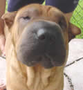 Wallee went north to Canton, Georgia. He fit right in with a pei brother and a spaniel sister. He has already found every stuffie in the house and has a huge back yard to explore. Good Luck, little buddy, you are a great pei-bei. Wallee went north to Canton, Georgia. He fit right in with a pei brother and a spaniel sister. He has already found every stuffie in the house and has a huge back yard to explore. Good Luck, little buddy, you are a great pei-bei.
