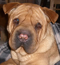 Webster has a new name 'Ziggy', a new family and best of all a great forever home. They say he is eating well and is getting adjusted to his new digs in Palm Coast, FL with a view of the 
            Intercoastal Waterway. He loves the lanai and stays out there sleeping and looking at people/dogs and boats going by. He is one lucky boy.