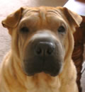 Wesley has found his forever home, not too far away. His foster mom fell so much in love with him, she decided to keep him. He is very happy with his mom and four legged sister Gytha. Wesley has found his forever home, not too far away. His foster mom fell so much in love with him, she decided to keep him. He is very happy with his mom and four legged sister Gytha.