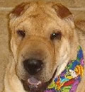 Whitney was adopted by a loving family in Jacksonville, FL. It was love at first sight for her new family! Whitney was adopted by a loving family in Jacksonville, FL. It was love at first sight for her new family!