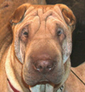 Mr. Will found his forever home and he was adopted by a wonderful couple. He's gonna have it rough, big beautiful home, 3-4 walks a day and rides in the golf cart. Oh yeah, poor baby has a toy box full of toys and 2 thick dog beds to lounge on. Mr. Will found his forever home and he was adopted by a wonderful couple. He's gonna have it rough, big beautiful home, 3-4 walks a day and rides in the golf cart. Oh yeah, poor baby has a toy box full of toys and 2 thick dog beds to lounge on.