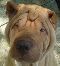 They say the 3rd time is the charm and it definitely is for our Mr. Cool Pei, Yogi. He has found his final forever home in Cape Coral and his foster mom says 'He is a good fit'. They enjoy their walks and all she has to say is 'Let's go for a walk' and he wags his tail like he has just been waiting to head out. Hooray for Yogi!