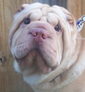 Zach has made it to his new furever home and is doing well. He spent his first thirty minutes looking under beds for kittys that are long gone. He is a beautiful shar-pei and is doing great with our other dogs. Right now he is sitting on the floor with our son, already good friends. We will keep you updated. Zach has made it to his new furever home and is doing well. He spent his first thirty minutes looking under beds for kittys that are long gone. He is a beautiful shar-pei and is doing great with our other dogs. Right now he is sitting on the floor with our son, already good friends. We will keep you updated.