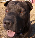 Sweet Zada didn’t have to work hard at all to steal the hearts of her new mom and dad. Zada’s new home is in New Port Richey, FL and she shares her home with another Shar Pei that is staying for a bit while her owner is deployed in Afghanistan. She gets all the walks and treats she could ever want. Mom and Dad are so pleased with how well-behaved she is and they just love her to pieces. Zada also sends Pei kisses to Wendy for helping her find a great furever home.