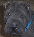 Zen has been adopted, he is now living in Orlando with his new parents and human brother. Zen has been adopted, he is now living in Orlando with his new parents and human brother.