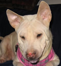 Ziggy has decided to stay with her foster mom and dad in Sarasota, FL. They simply could not part with this little doll.