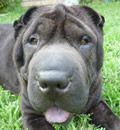 When Zoe’s foster mom first met her in 2006 and adopted her to a family in 2007, she never expected to find the gorgeous little brushcoat dumped in a pound hundreds of miles away 2.5 years later. FSPR volunteer Leigh couldn’t stand the thought of adopting her out again and promises to give her a real forever home in Jacksonville, enjoying her rescue brother Fred’s company and lots of love. We’re still looking for you Michael Trombley. When Zoe’s foster mom first met her in 2006 and adopted her to a family in 2007, she never expected to find the gorgeous little brushcoat dumped in a pound hundreds of miles away 2.5 years later. FSPR volunteer Leigh couldn’t stand the thought of adopting her out again and promises to give her a real forever home in Jacksonville, enjoying her rescue brother Fred’s company and lots of love. We’re still looking for you Michael Trombley.