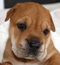 Adoptable Shar-Pei