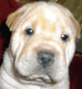 Adoptable Shar-Pei