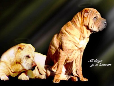 Bing & Peanut