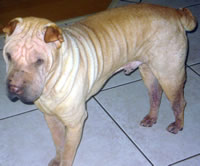 Booda