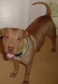 Brandy