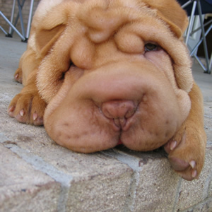 Budreaux