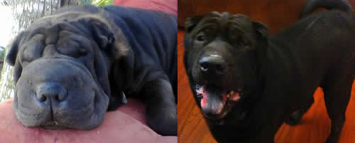 Luna & Shadow