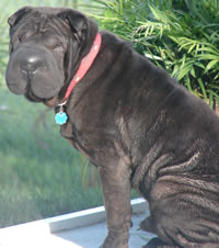 Max