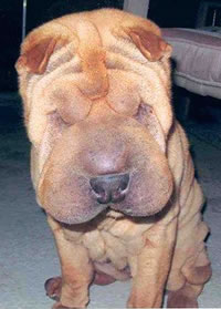 Sable