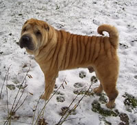 Wally