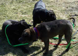 Bear & Friends