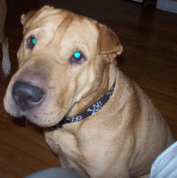 Brutus