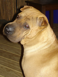 Buster Brown
