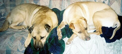 Cappy & Kokomo