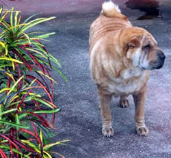 Ginger