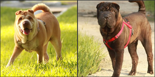 Jazzy & Tank